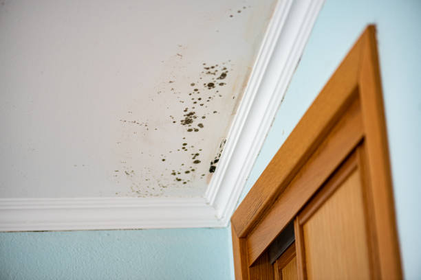 Best Attic Mold Removal  in Stone Park, IL