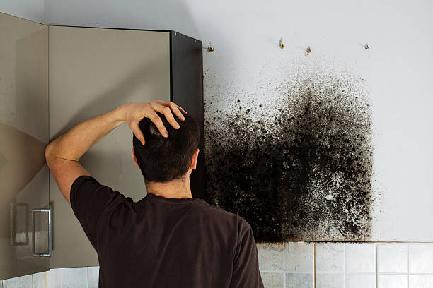Trusted Stone Park, IL Mold Removal Experts