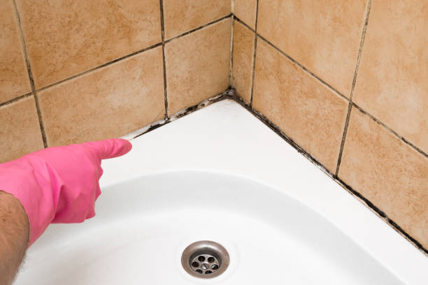 Best Residential Mold Removal  in Stone Park, IL